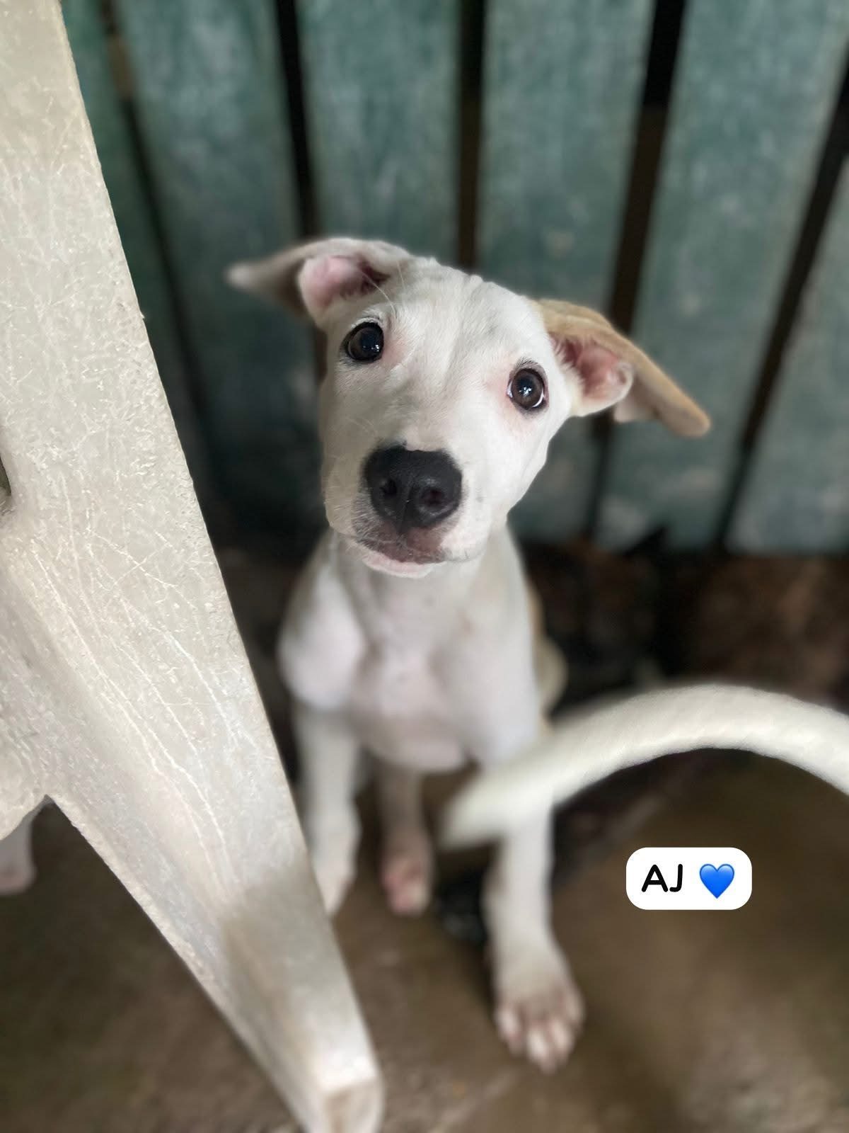 Photo of AJ