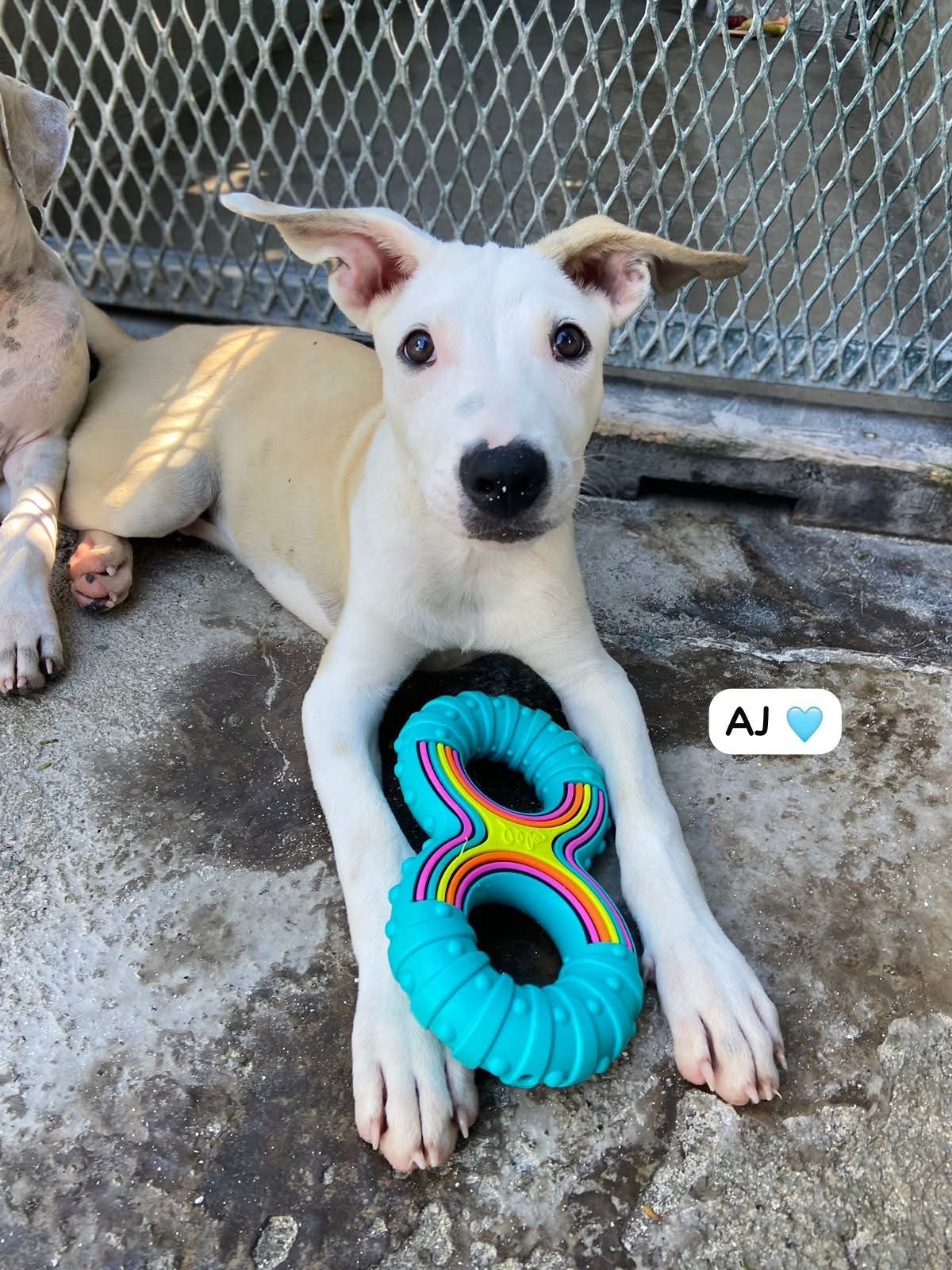 Photo of AJ