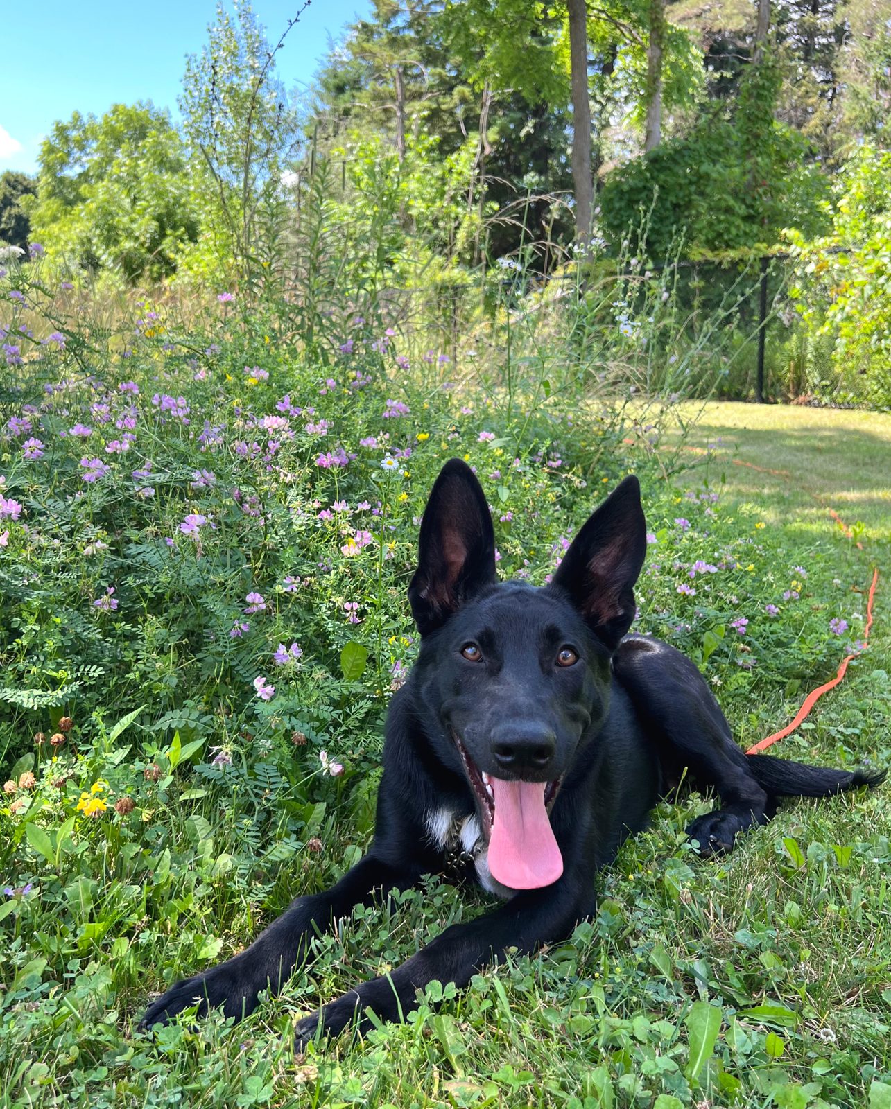 Photo of Alfie