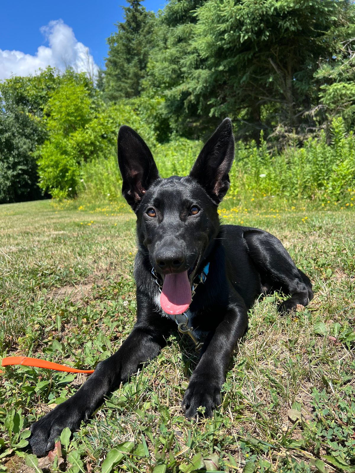 Photo of Alfie