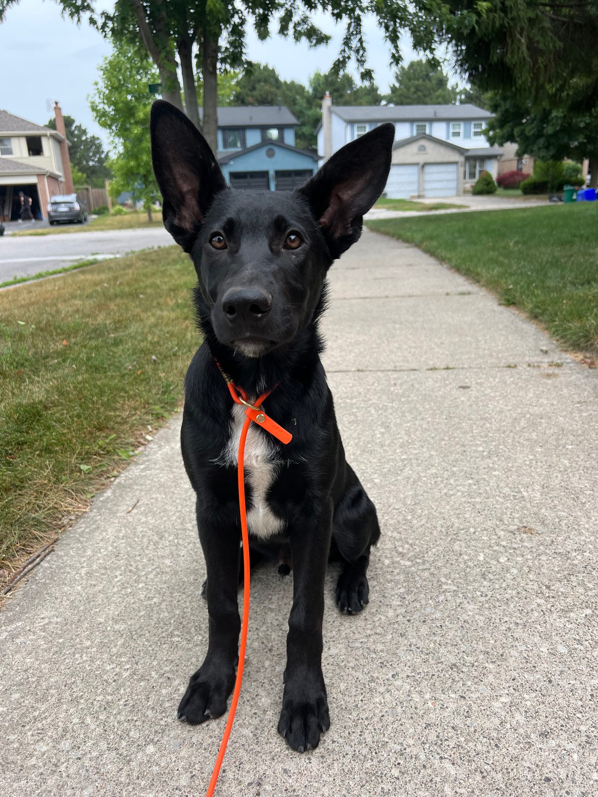 Photo of Alfie