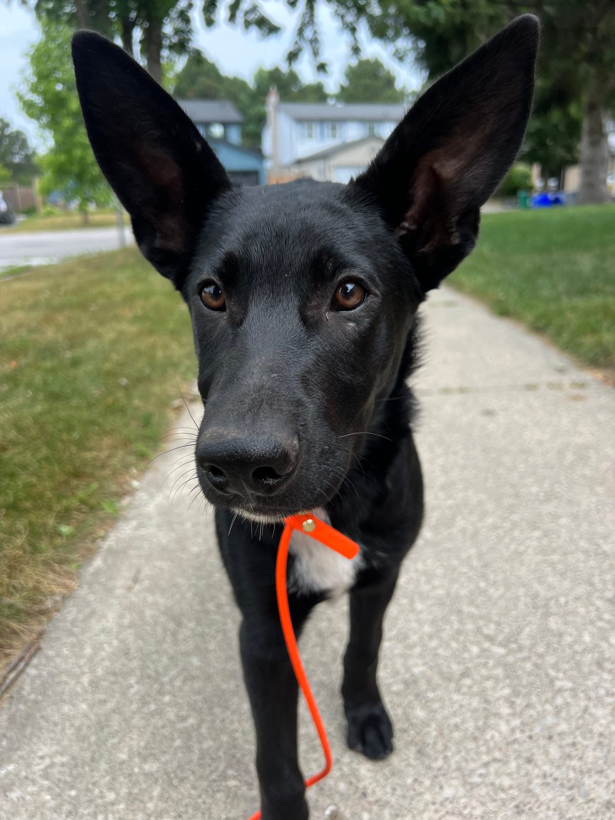 Photo of Alfie