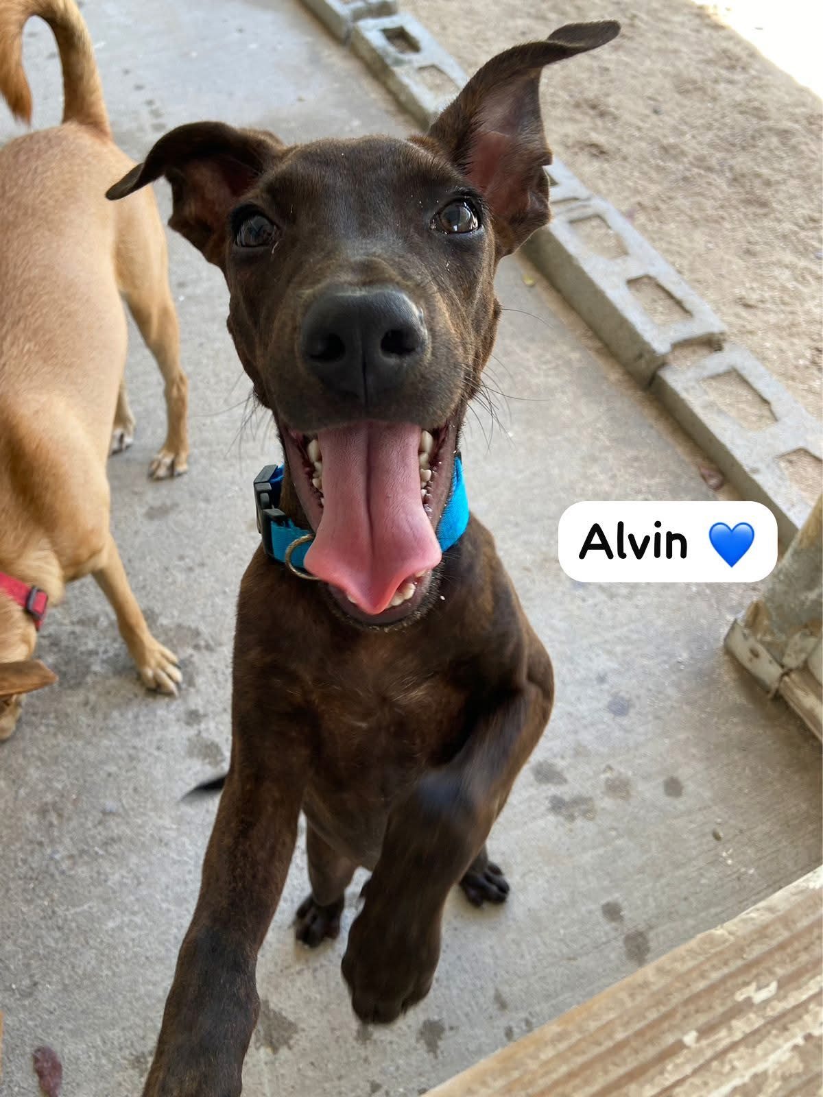 Photo of Alvin