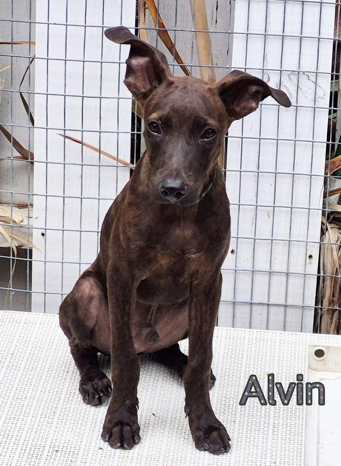 Photo of Alvin