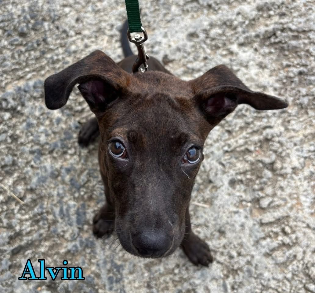 Photo of Alvin
