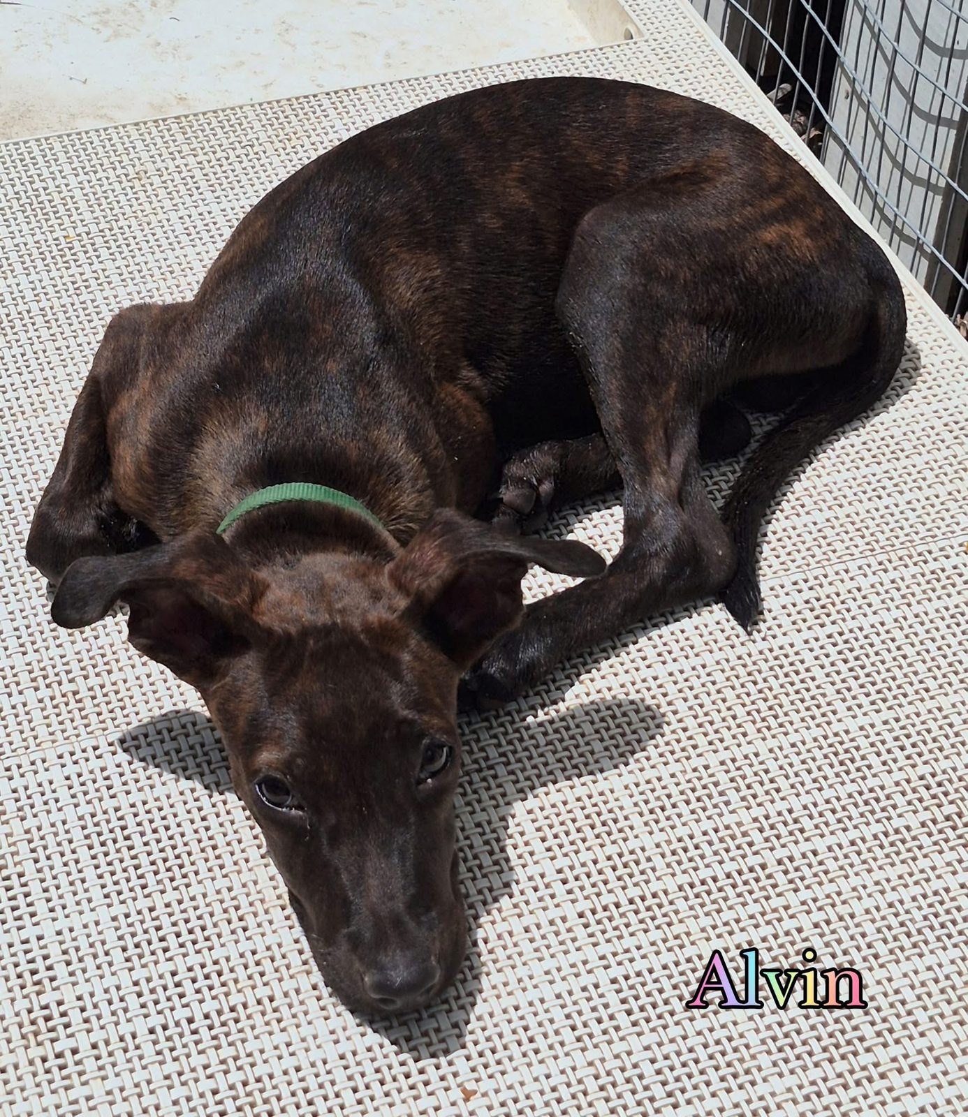 Photo of Alvin