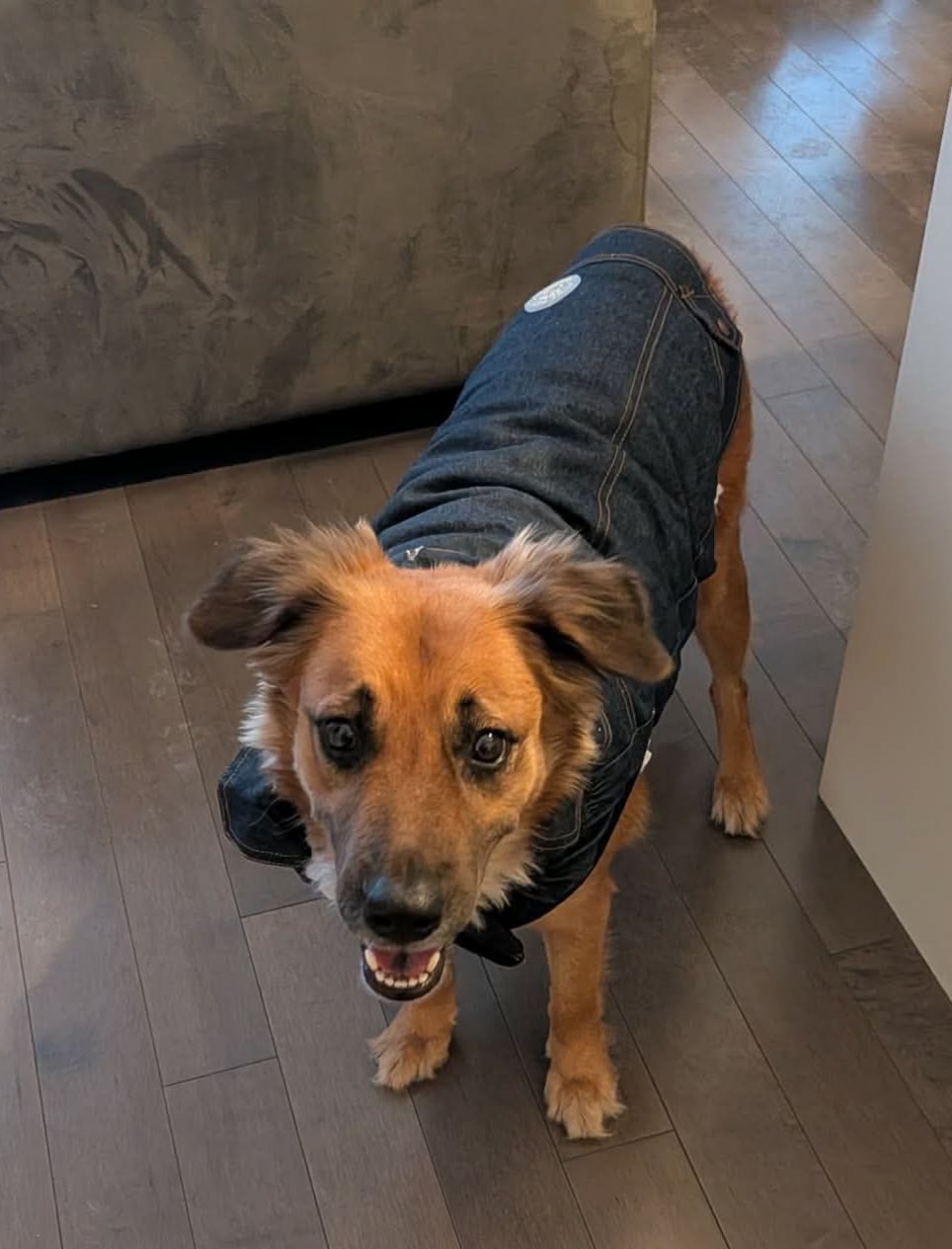 Photo of Amber
