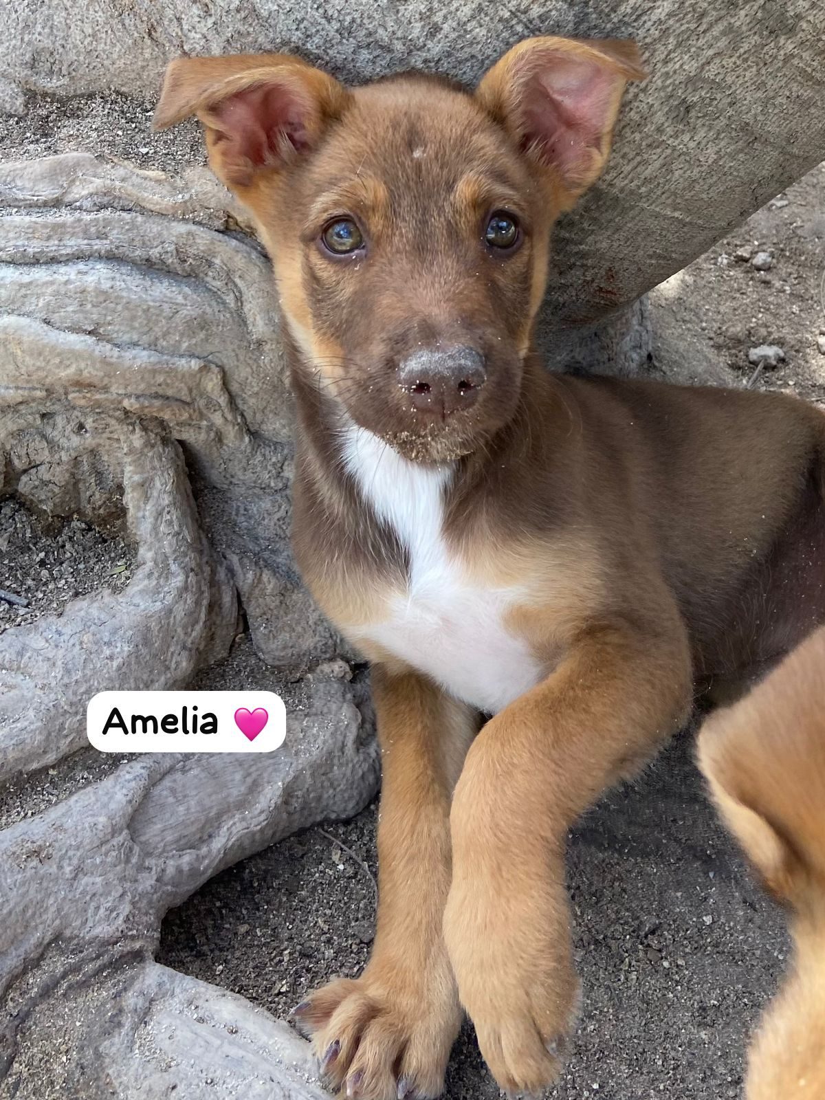 Photo of Amelia