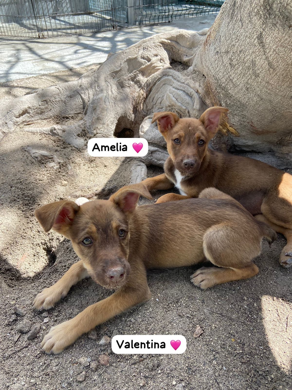 Photo of Amelia