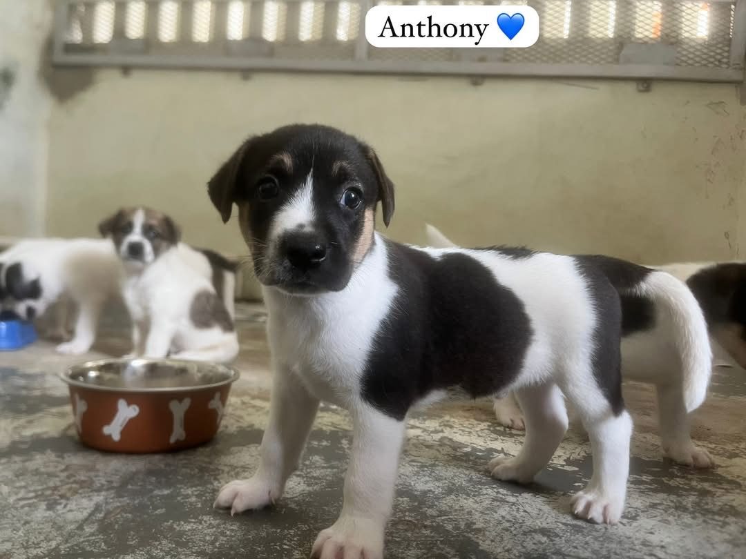 Photo of Anthony