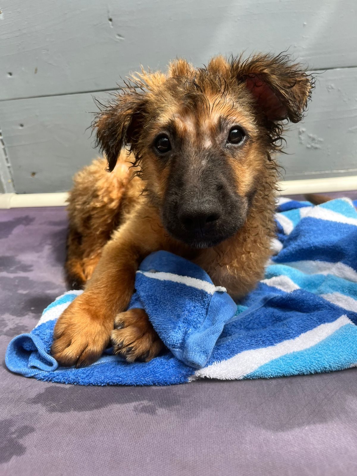 Photo of Apollo