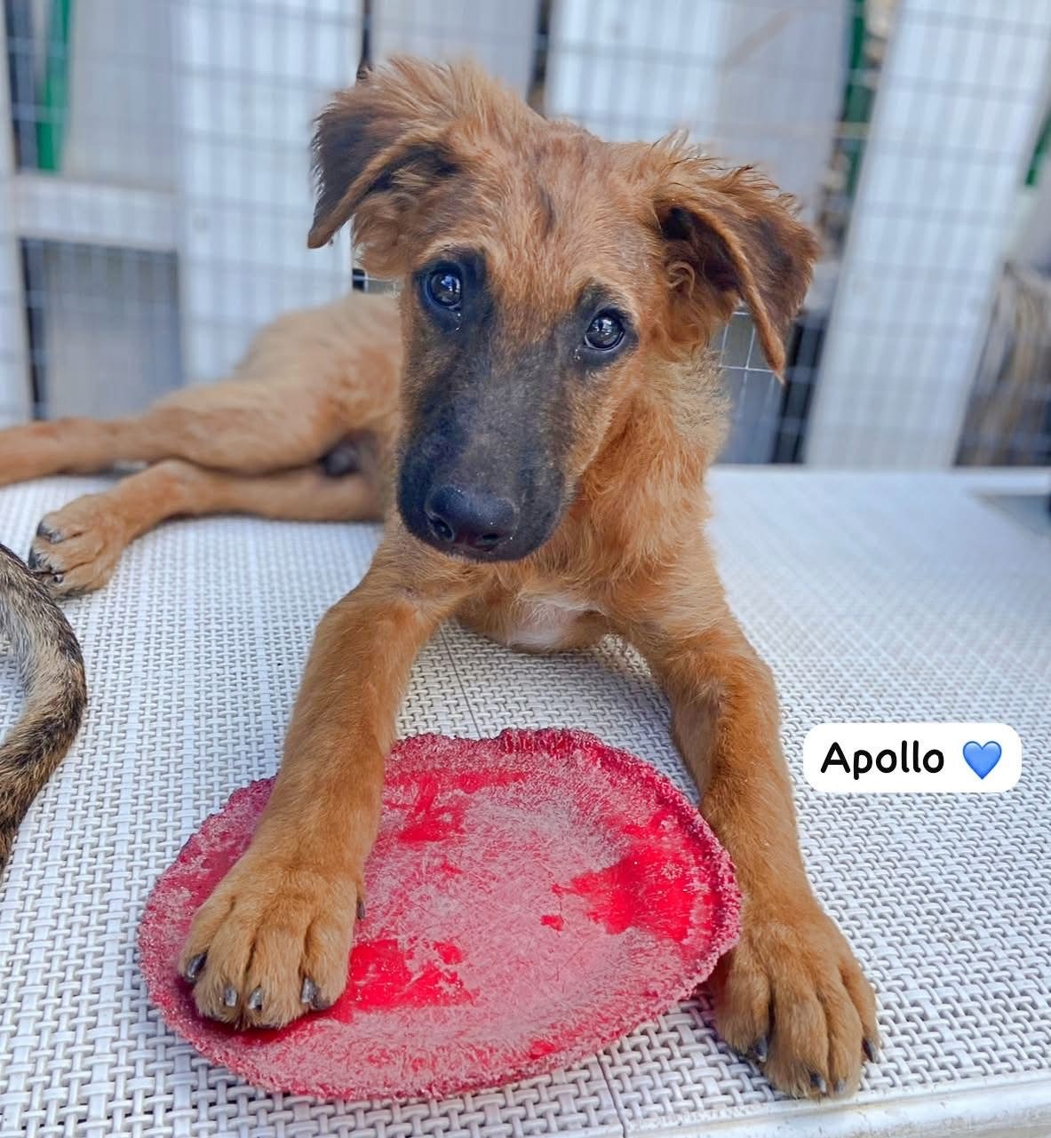 Photo of Apollo