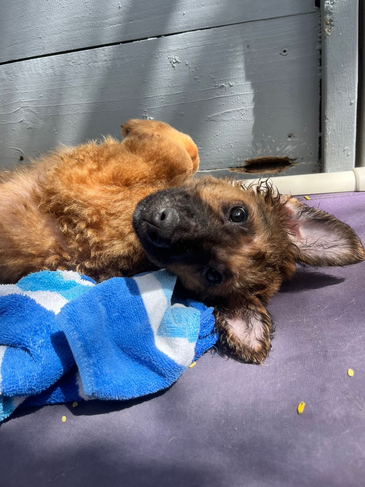 Photo of Apollo