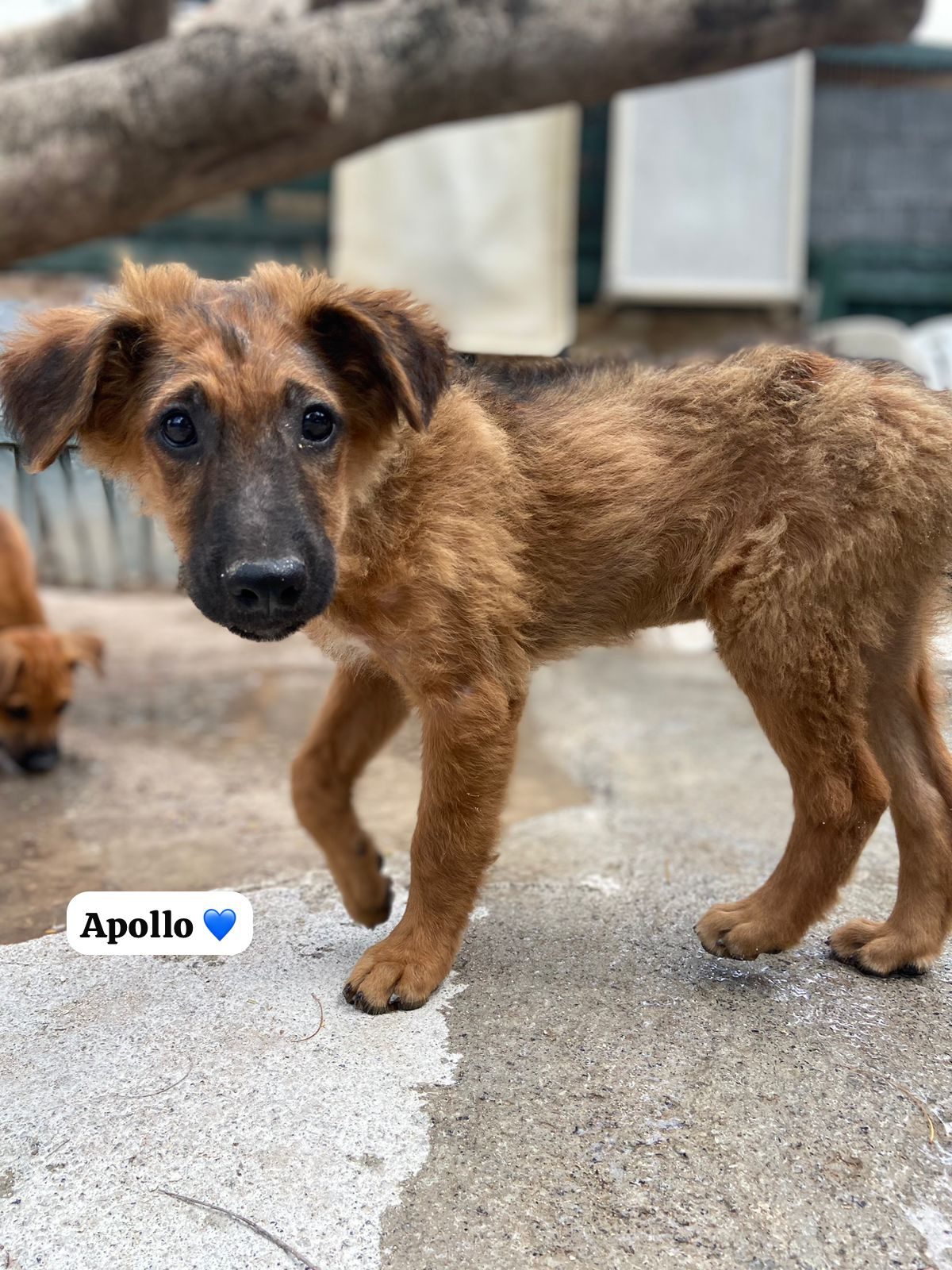 Photo of Apollo