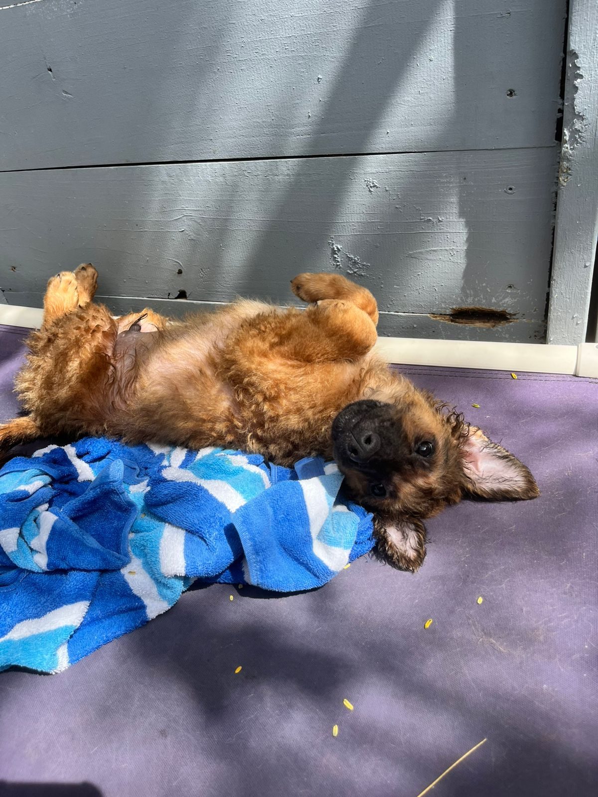 Photo of Apollo