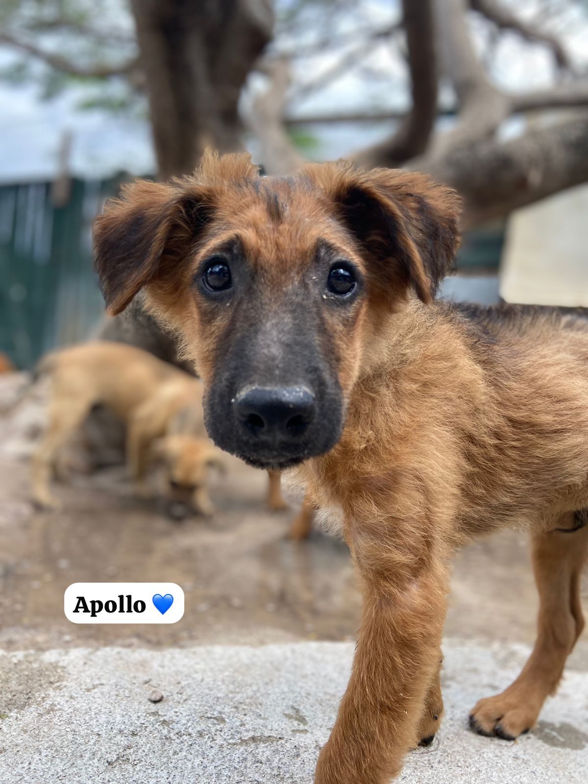 Photo of Apollo