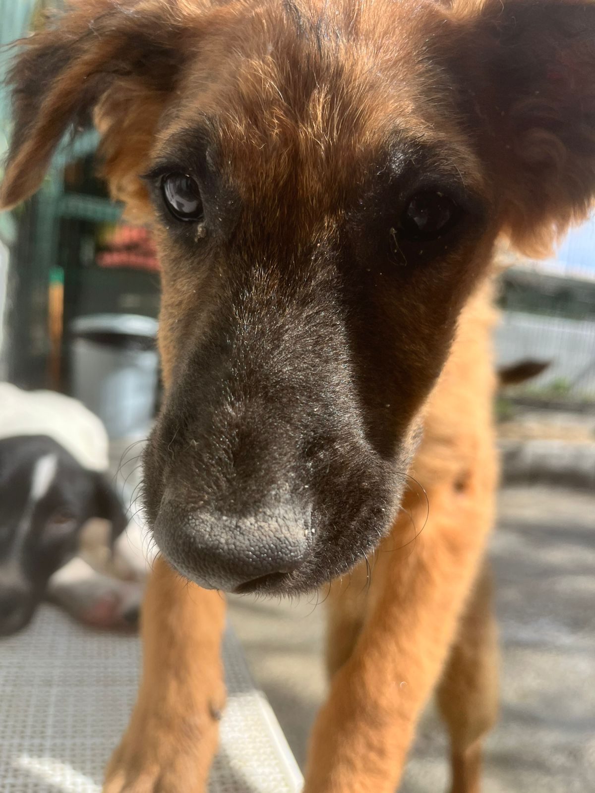 Photo of Apollo