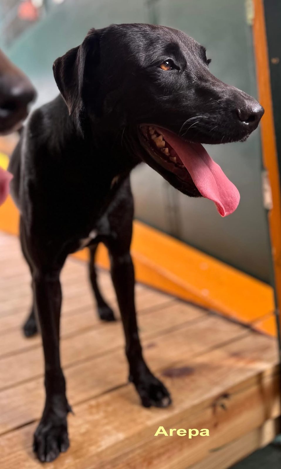Photo of Arepa