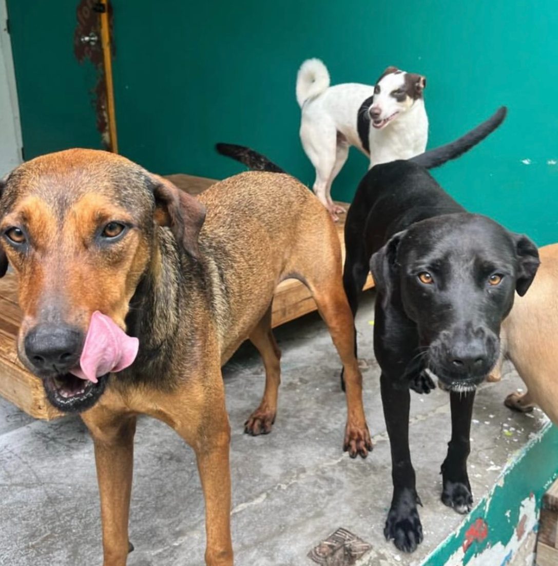 Photo of Arepa