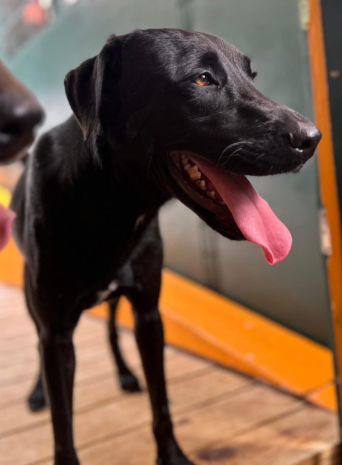Photo of Arepa
