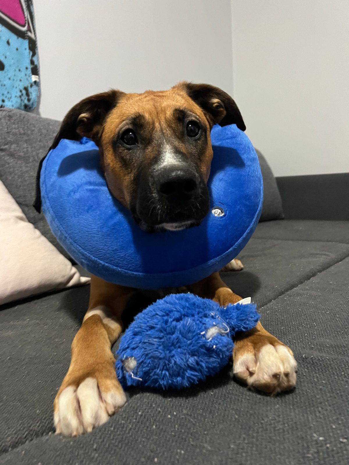 Photo of Athena