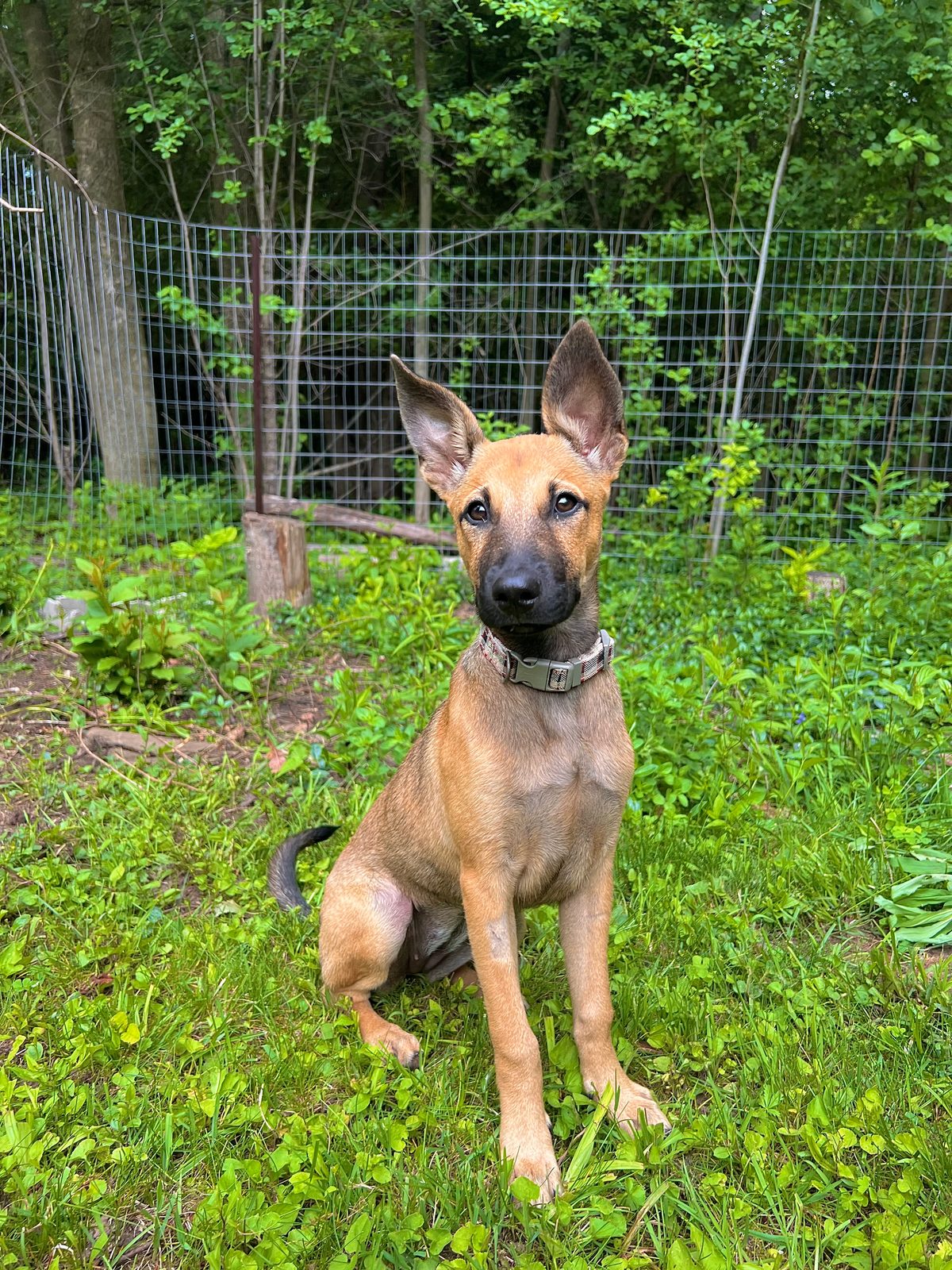 Photo of Bambi