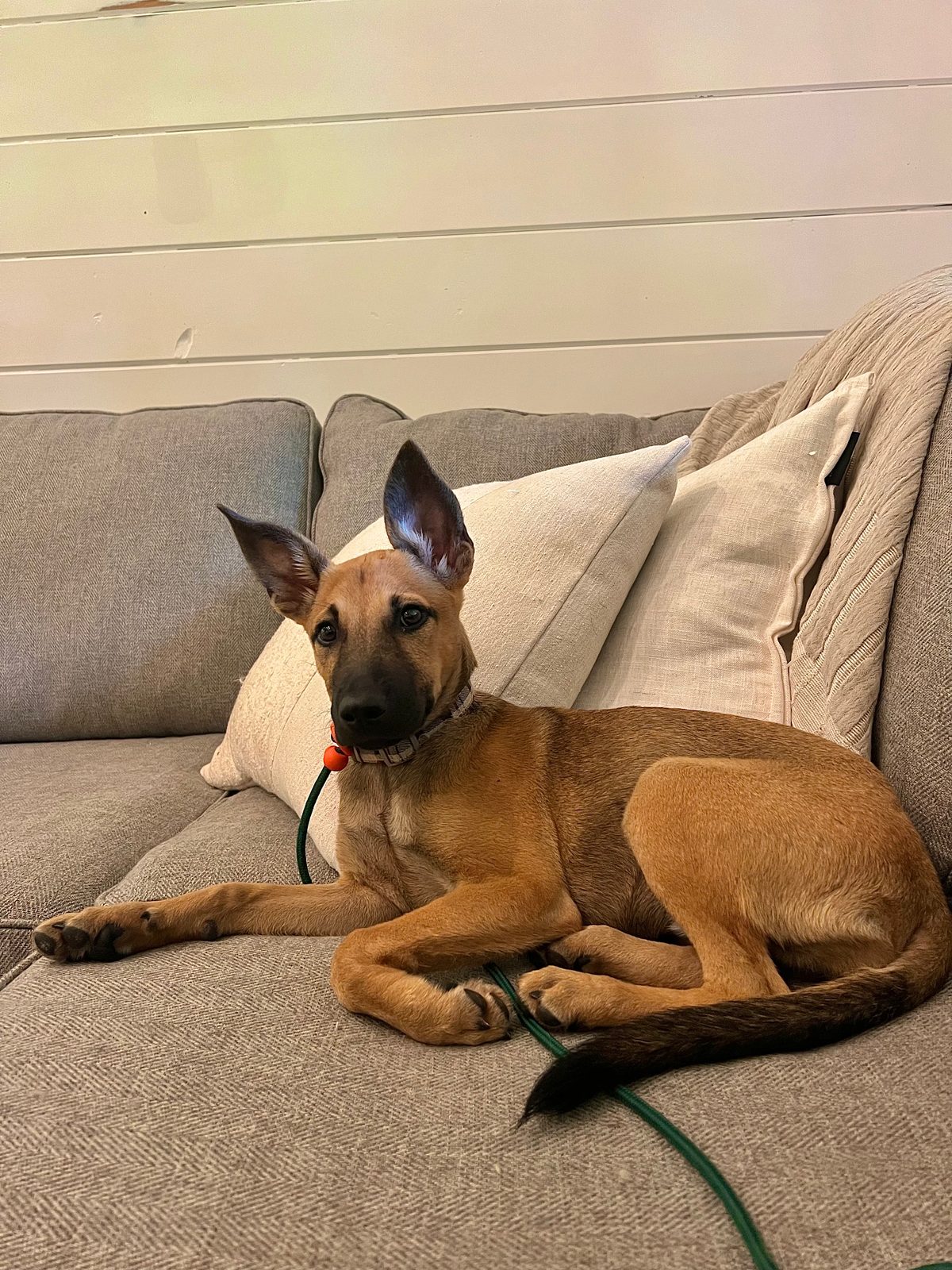 Photo of Bambi