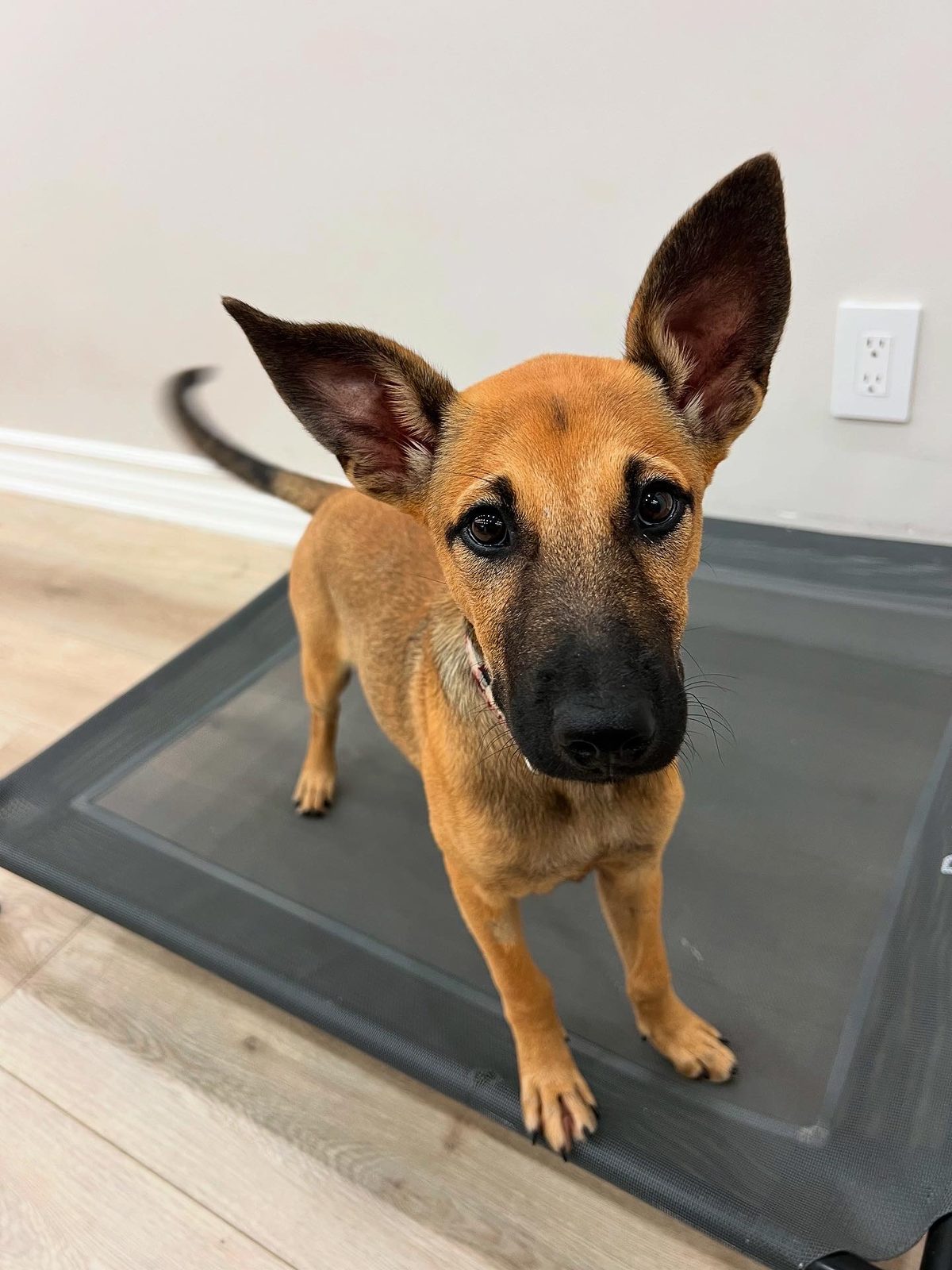 Photo of Bambi