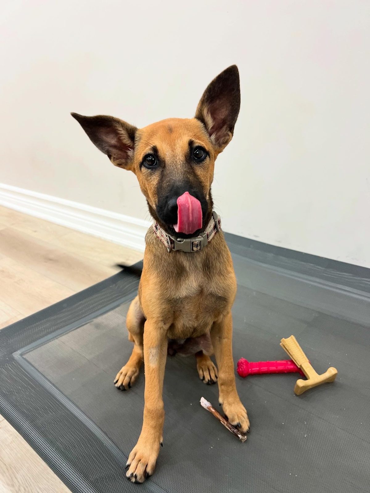 Photo of Bambi