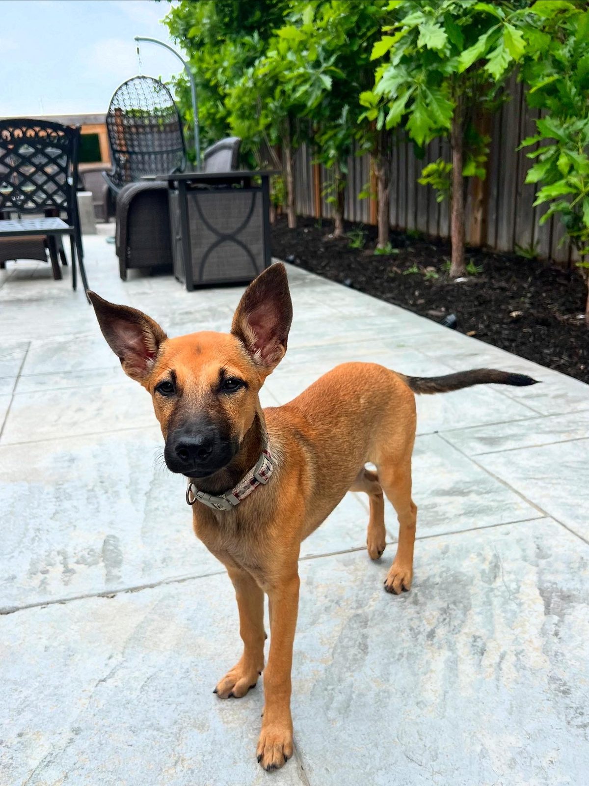 Photo of Bambi