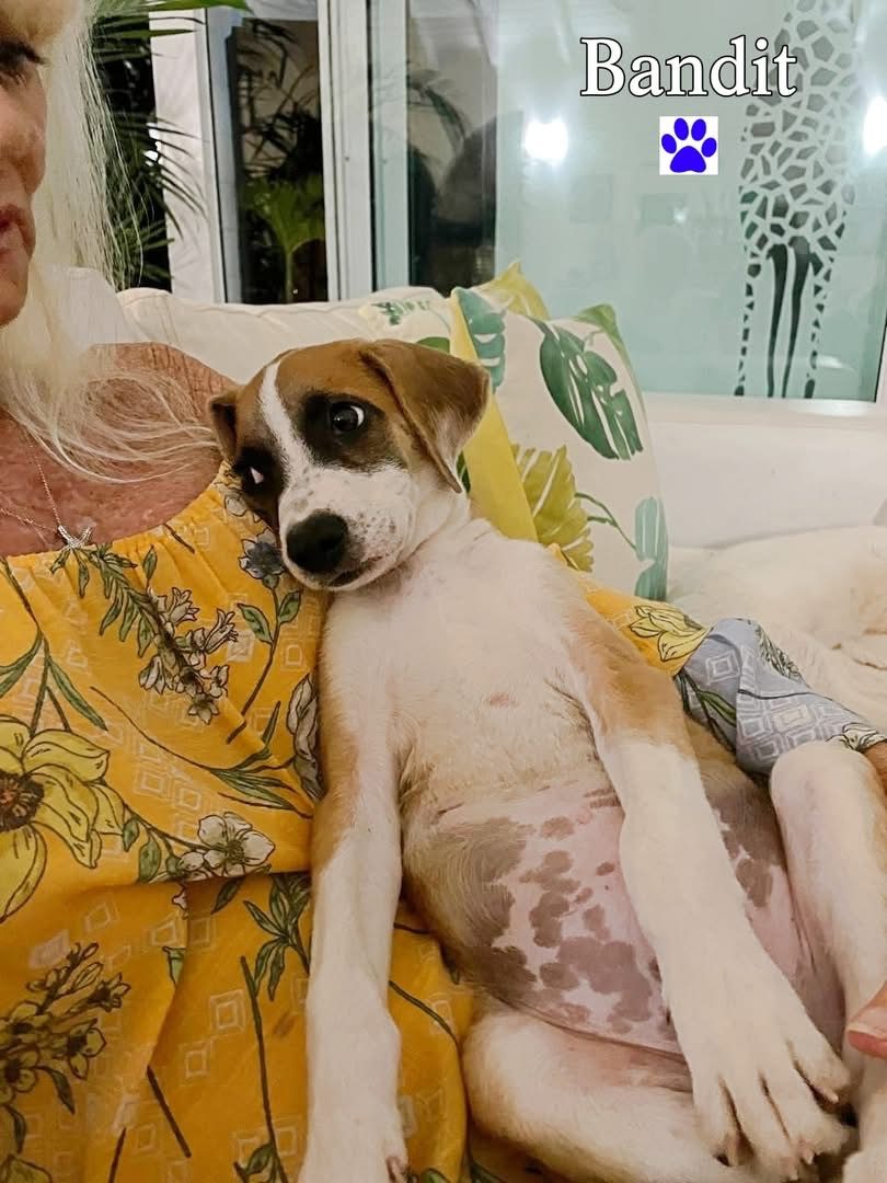 Photo of Bandit