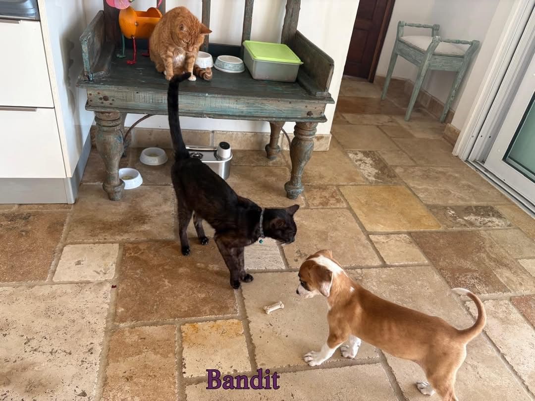 Photo of Bandit