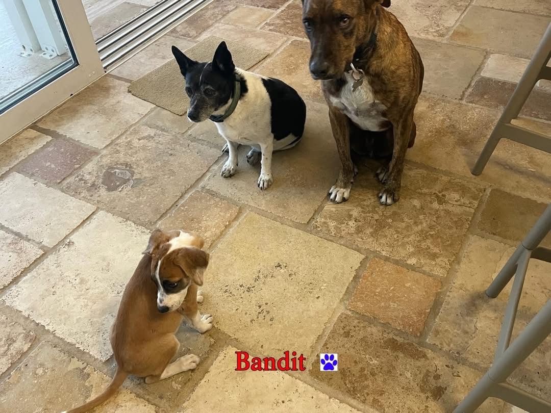 Photo of Bandit