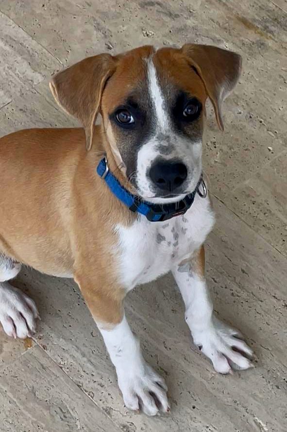 Photo of Bandit