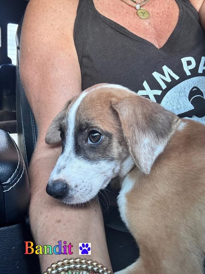 Photo of Bandit