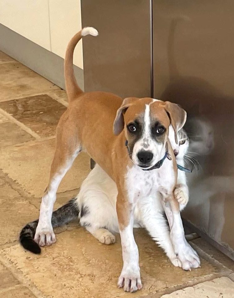 Photo of Bandit