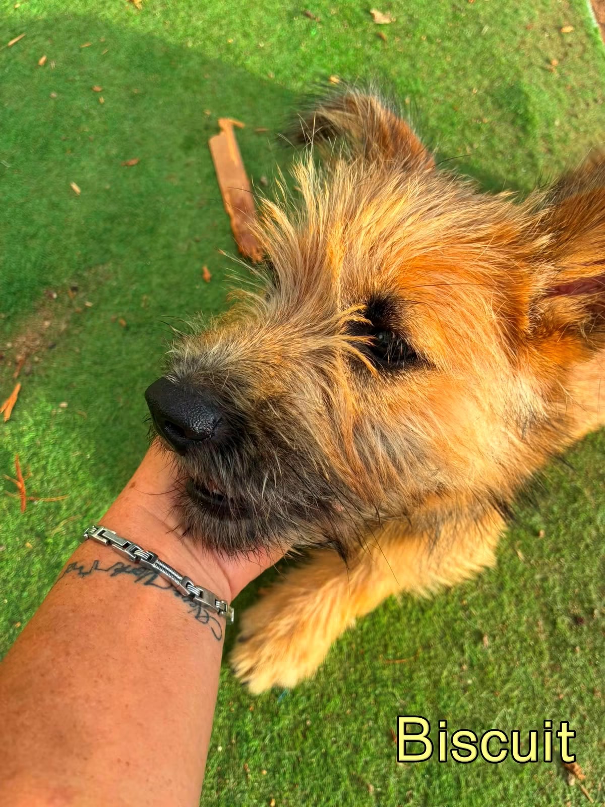 Photo of Biscuit