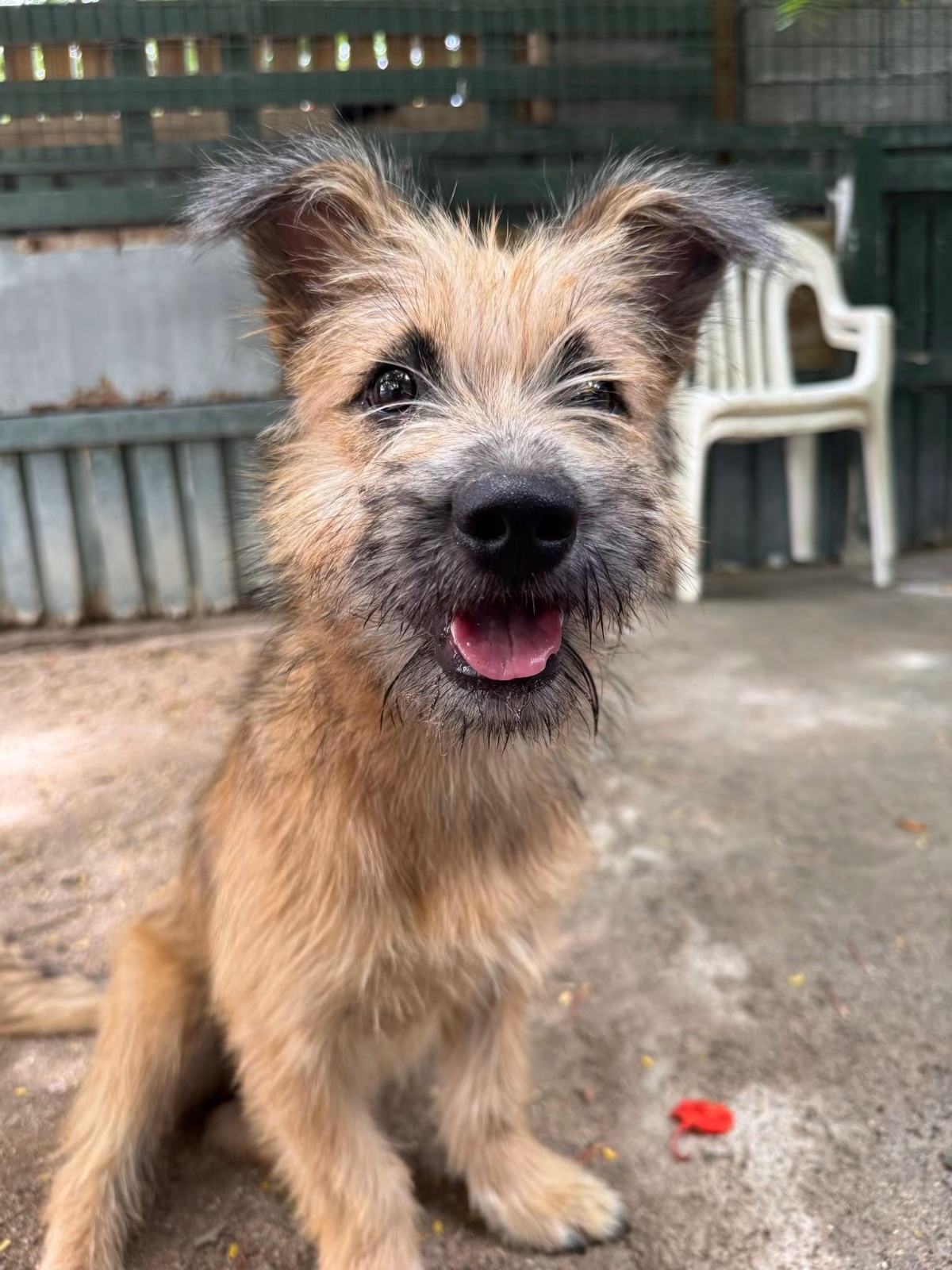 Photo of Biscuit