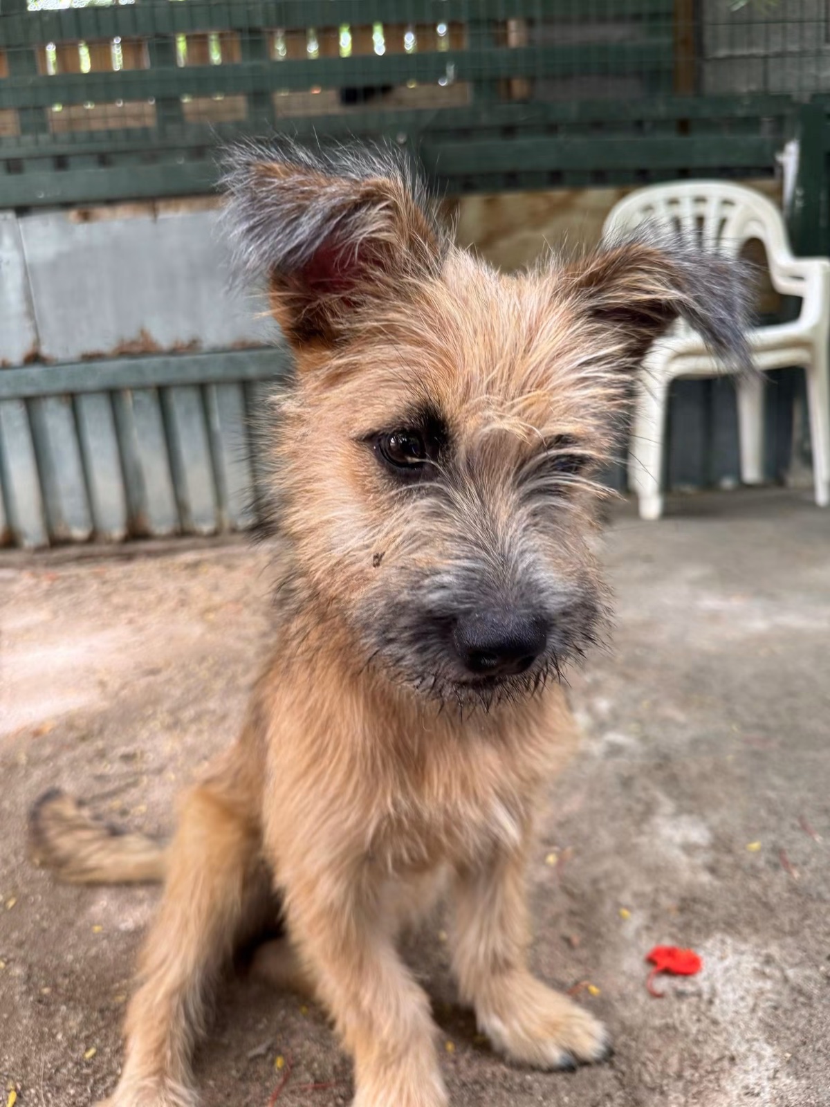 Photo of Biscuit