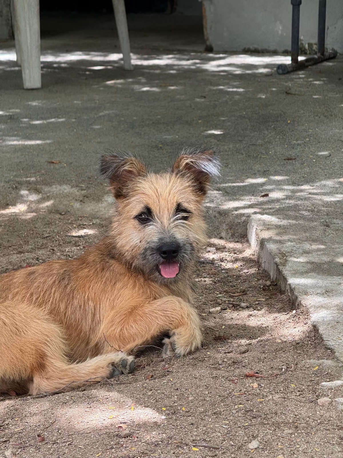 Photo of Biscuit