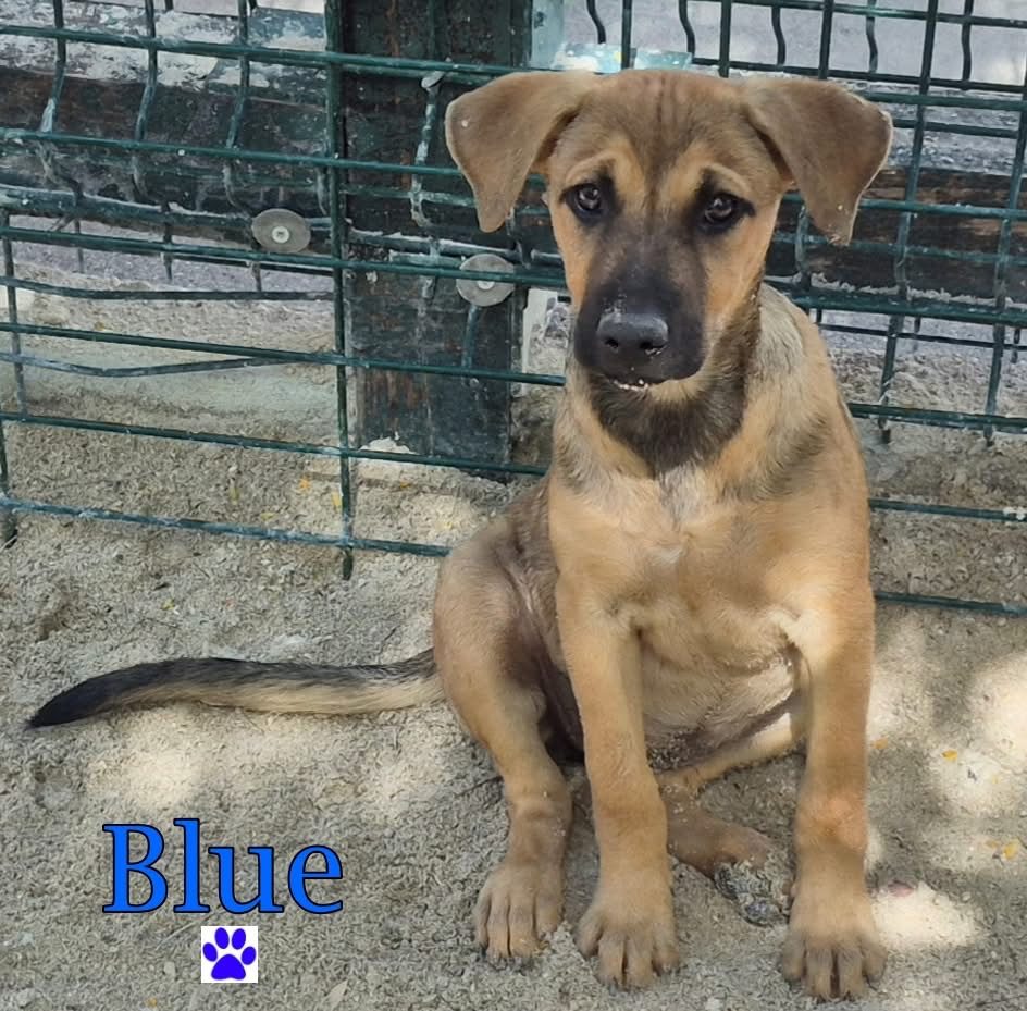 Photo of Blue