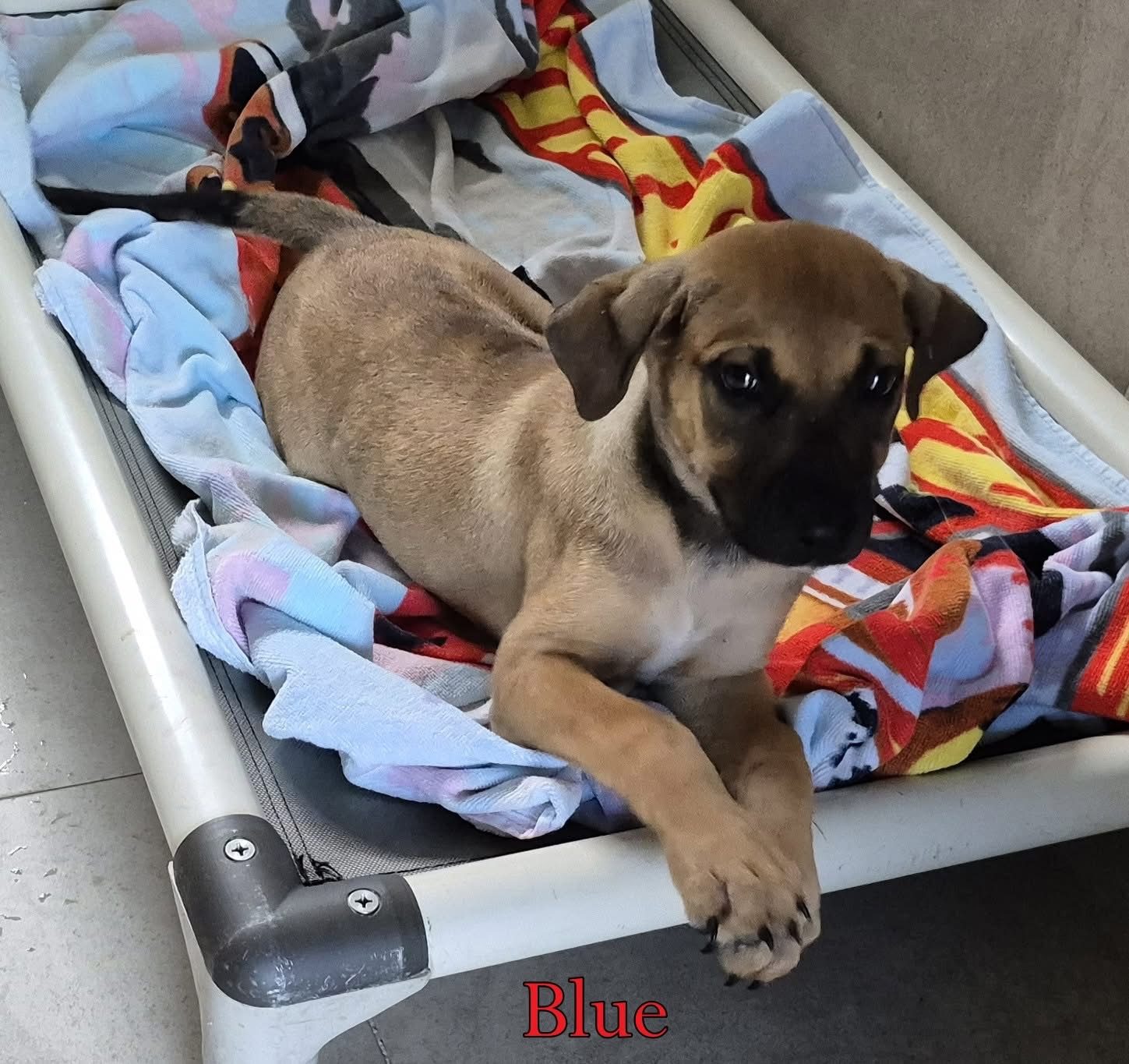Photo of Blue