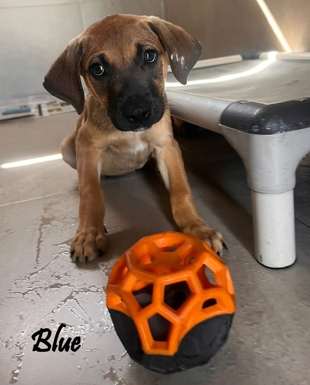 Photo of Blue