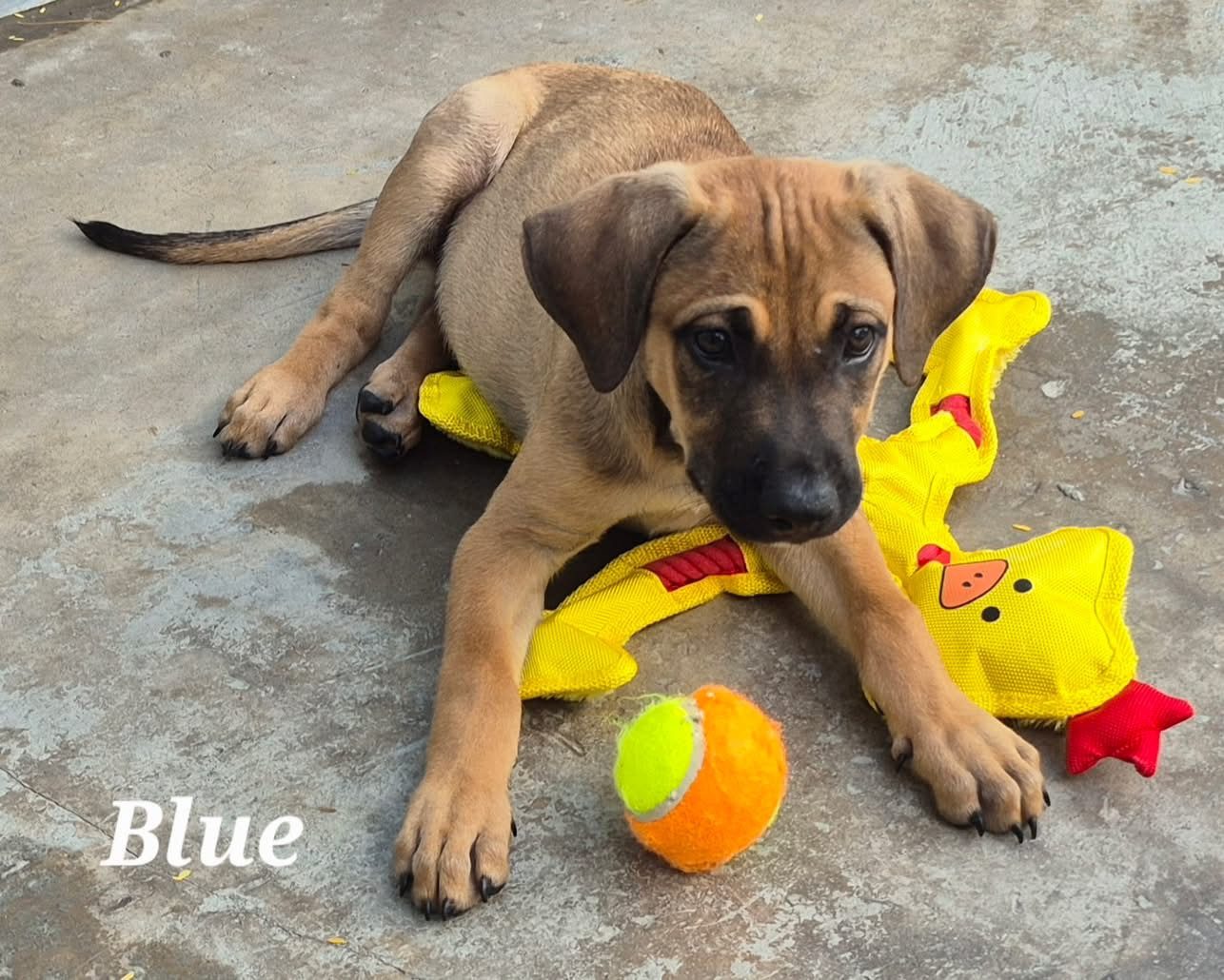 Photo of Blue
