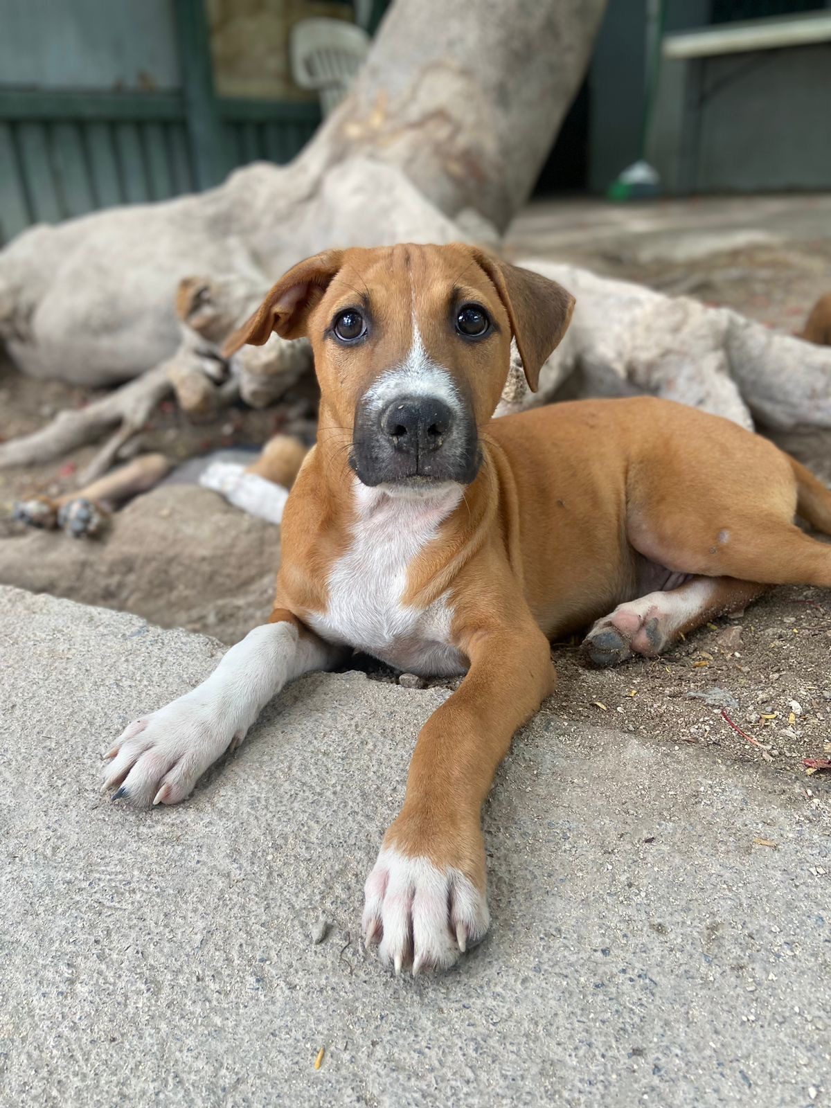 Photo of Bosco