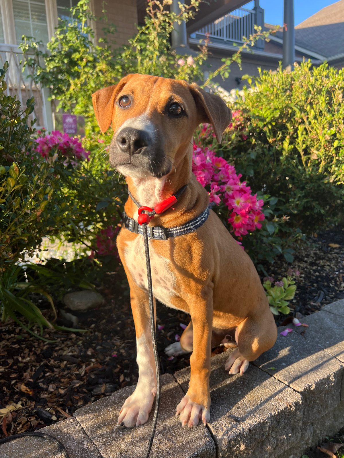 Photo of Bosco
