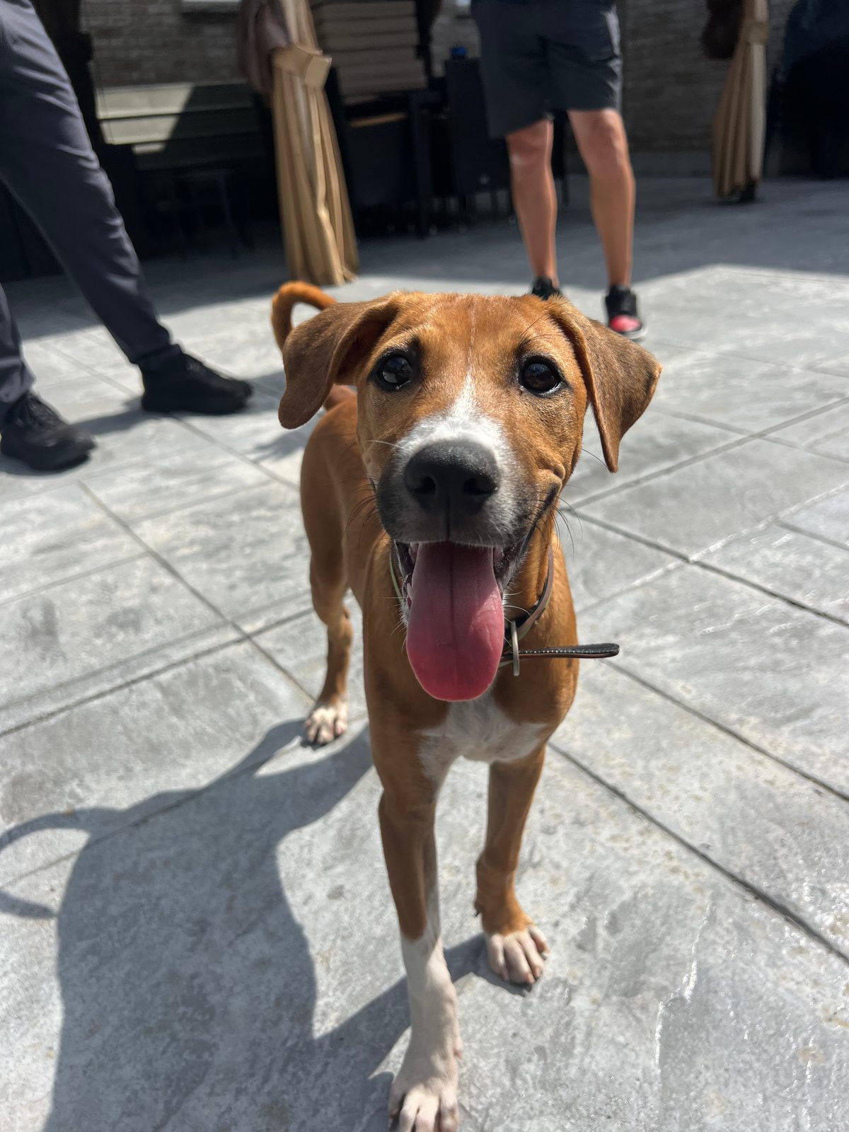 Photo of Bosco