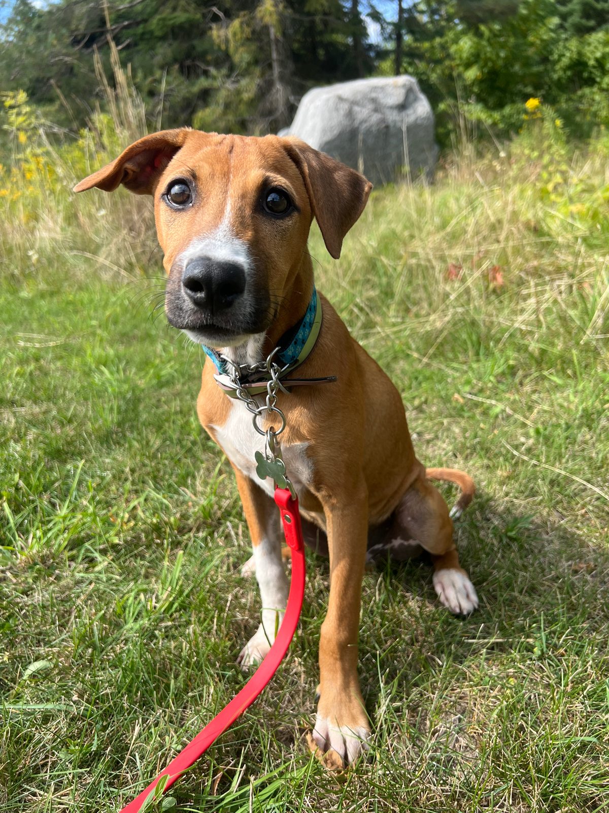 Photo of Bosco