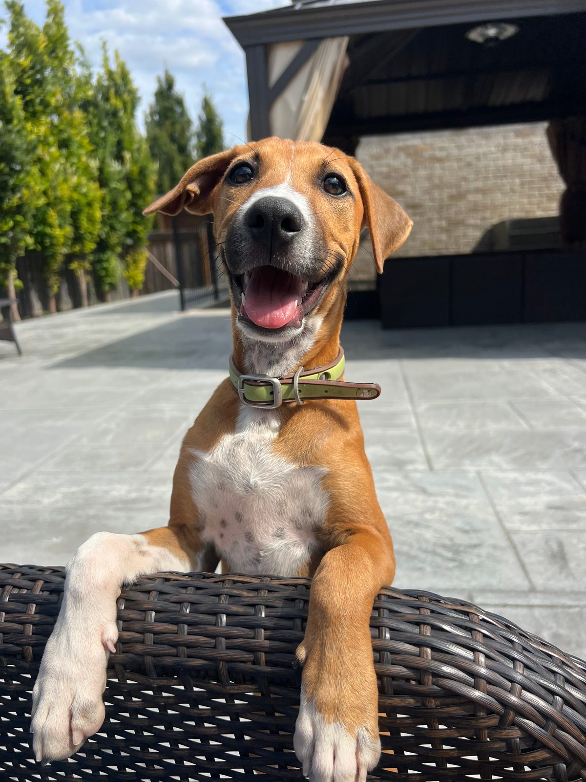 Photo of Bosco