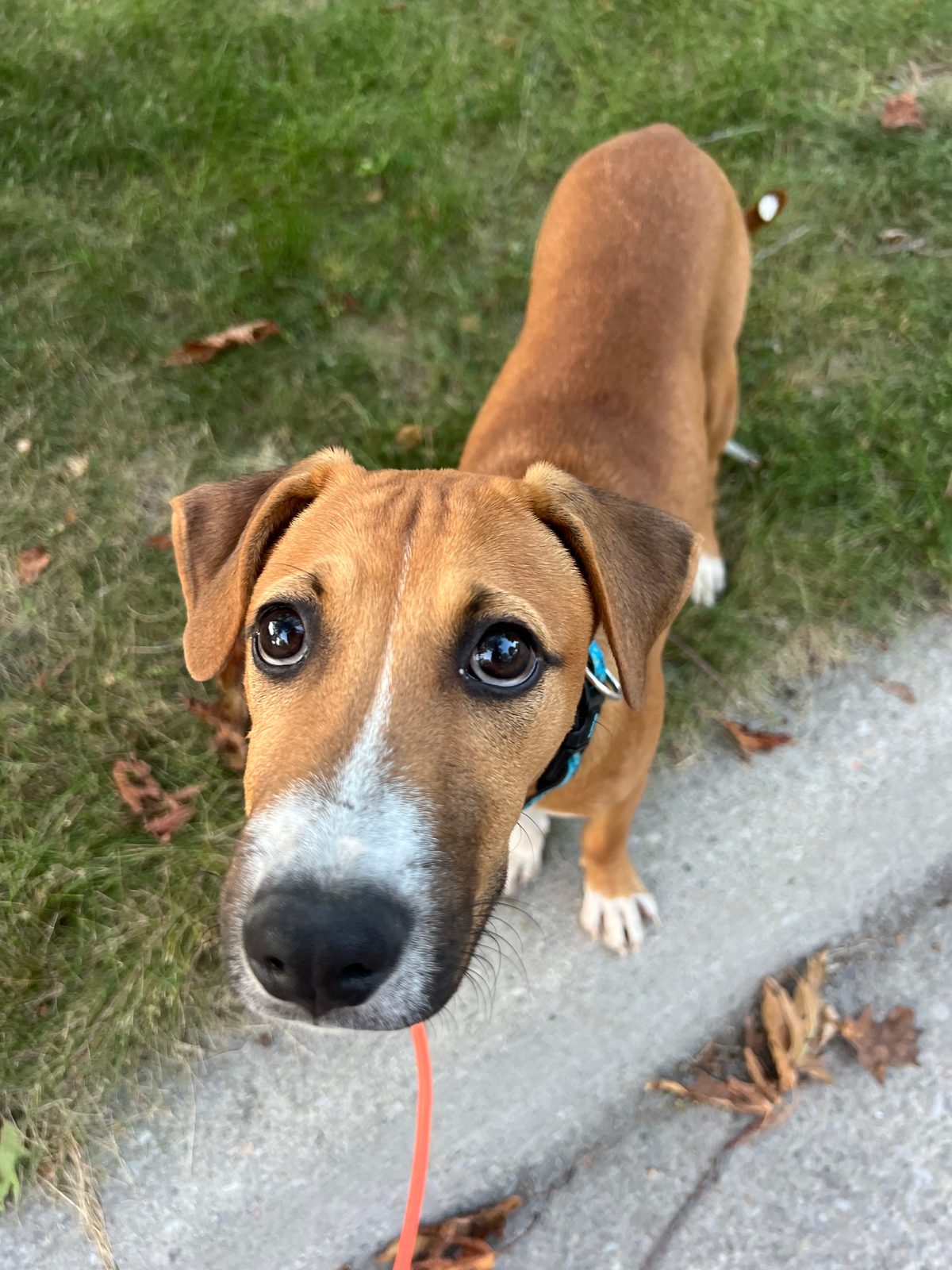 Photo of Bosco